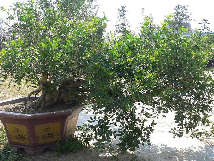 大朗碧水天源荔香軒9號-如何判斷園林綠化工程的養(yǎng)護(hù)期是否達(dá)標(biāo)